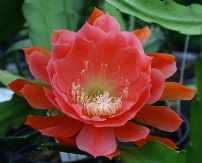 American Sweetheart Orchid Cactus, Epiphyllum, Epiphyllum 'American Sweetheart'